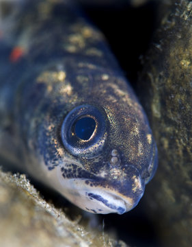 Atlantic salmon (Salmo salar) fry, River Orkla, Norway, September 2008