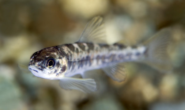 Young Atlantic salmon (Salmo salar) fry, River Orkla, Norway, September 2008