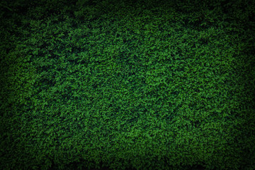 green leaves natural wall.