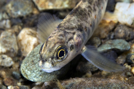 Atlantic salmon (Salmo salar) fry, juvenile, Orkla River, Norway, September 2008