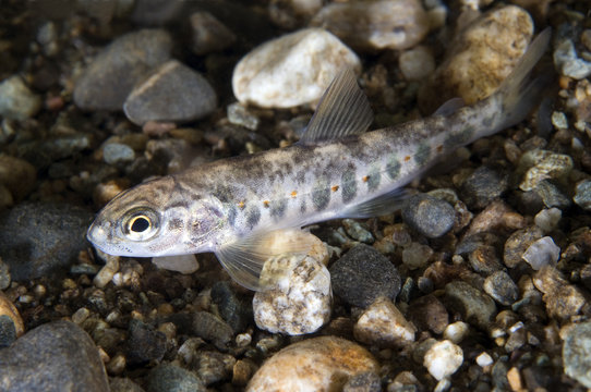 Atlantic salmon (Salmo salar) fry, juvenile, Orkla River, Norway, September 2008