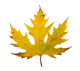 Autumn maple branch with leaves isolated