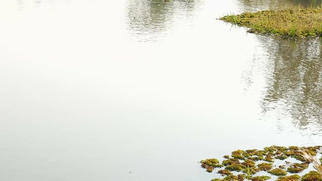 Water surface with ripples and sun rays reflections.