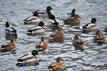 A large flock of wild ducks floating on the river winter