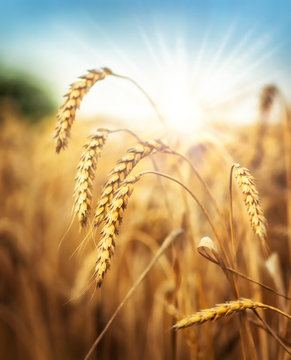 Wheat and sun under blue sky