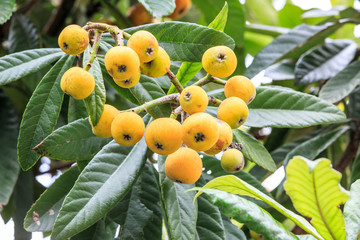 Ripe loquat fruits on the tree