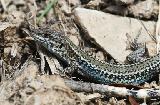 Erhard's wall lizard (Podarcis erhardii) Crete, Greece, April 2009