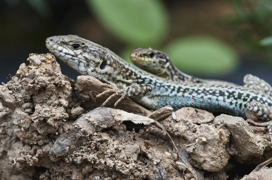 Two Erhard's wall lizards (Podarcis erhardii) Crete, Greece, April 2009
