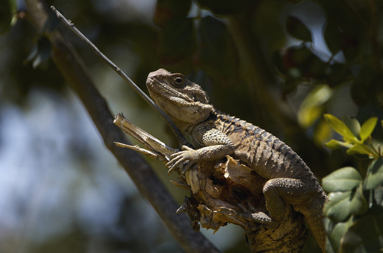 Roughtail rock agama / Stellion (Agama stellio) on branch, Akamas Peninsula, Cyprus, May 2009