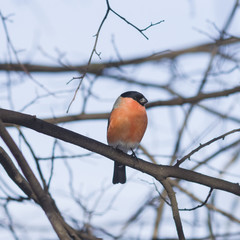 Red-colored Male of Eurasian Bullfinch, Pyrrhula pyrrhula, close-up portrait on branch with bokeh background, selective focus, shallow DOF
