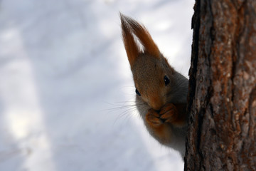 Naklejka na ściany i meble Squirrel eats nuts on the tree