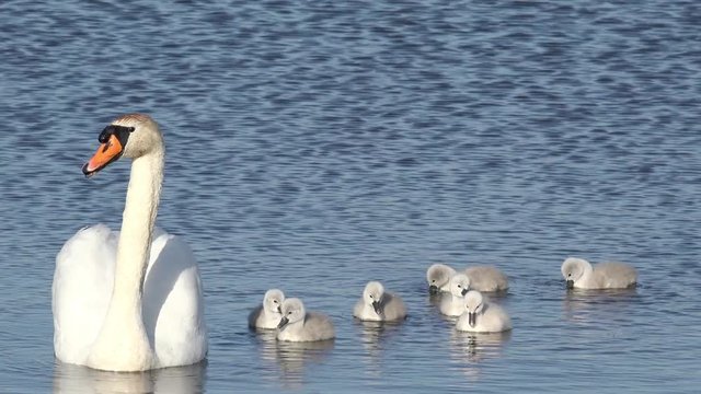 swan with cygnets swimming in the lake 