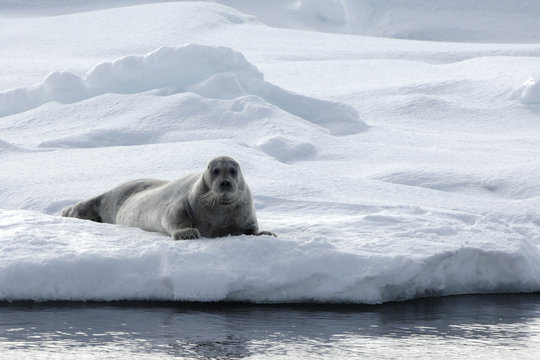 Bearded seal (Erignathus barbatus) lying on pack ice, Svalbard, Norway, July 2008
