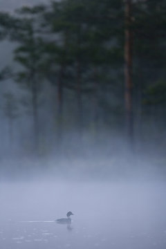 Female Goldeneye (Bucephala clangula) on water silhouetted at dawn, Bergslagen, Sweden, June 2009