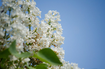 Blooming lilacs in the sun on a background of sky and green leaves.