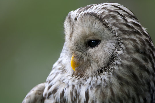 Ural owl (Strix uralensis) portrait, Bergslagen, Sweden, June 2009