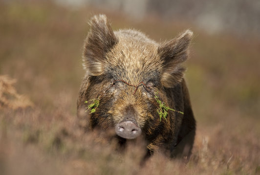 Wild boar (Sus scrofa) foraging in heather, Alladale Wilderness Reserve, Scotland, March 2009