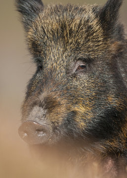 Wild boar (Sus scrofa) portrait, Scotland, Alladale Wilderness Reserve, March 2009