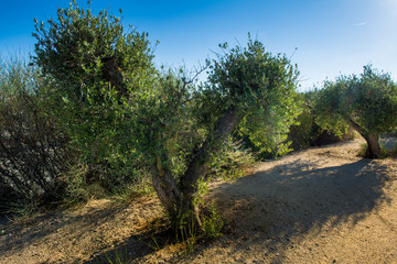 Fototapeta na wymiar Olive tree in Catalonia
