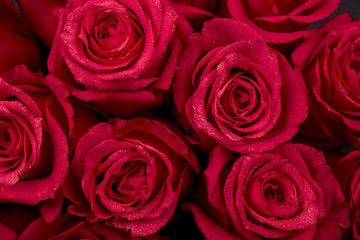 Bouquet of red colored rose flower with water drops on petals close-up as background.
