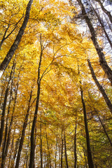 Gold autumn in the forest