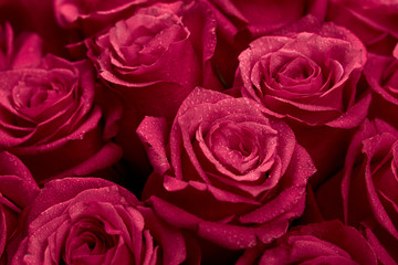Bouquet of red colored rose flower with water drops on petals close-up as background.
