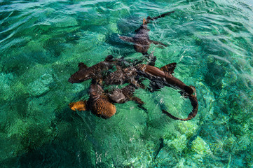 Nurse Sharks Feeding at Shark Ray Alley, Caye Caulker / Belize