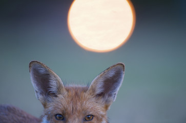 Urban Red fox (Vulpes vulpes) top half of head, with light behind, London, June 2009