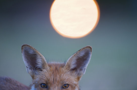 Urban Red fox (Vulpes vulpes) top half of head, with light behind, London, June 2009