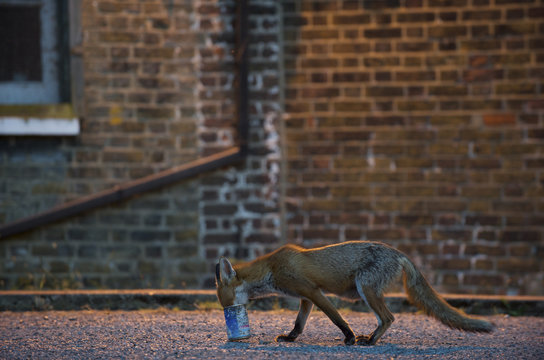 Urban Red fox (Vulpes vulpes) with head in tin can, London, June 2009