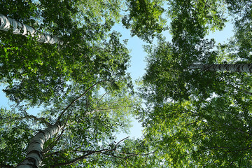 Fototapeta premium summer trees by blue sunny sky background