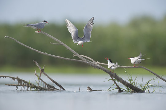 Common terns (Sterna hirundo) on branches sticking out of water, Lake Belau, Moldova, June 2009