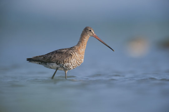 Black tailed godwit (Limosa Limosa) walking through water, Lake Belau, Moldova, June 2009