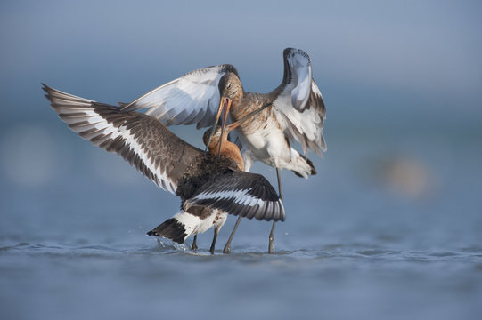Black tailed godwits (Limosa Limosa) fighting, Lake Belau, Moldova, June 2009