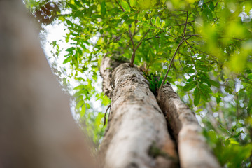 Fototapeta premium Sunlighting in the Thailand Forest
