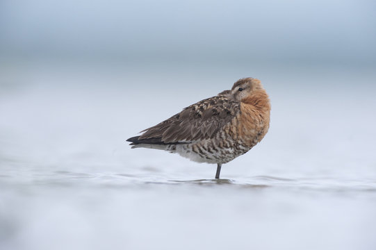 Black tailed godwit (Limosa limosa) resting, Lake Belau, Moldova, June 2009