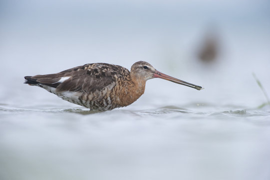 Black tailed godwit (Limosa limosa) feeding, Lake Belau, Moldova, June 2009