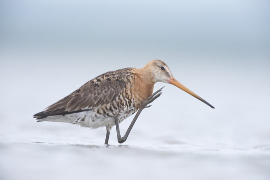 Black tailed godwit (Limosa limosa) scratching, Lake Belau, Moldova, June 2009