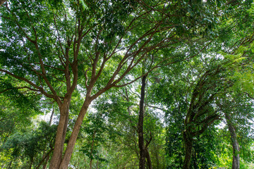 Sunlighting in the Thailand Forest