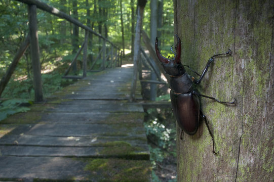 Male Stag beetle {Lucanus cervus} on post of a wooden foot bridge, Codrii Reserve, Moldova, July 2009