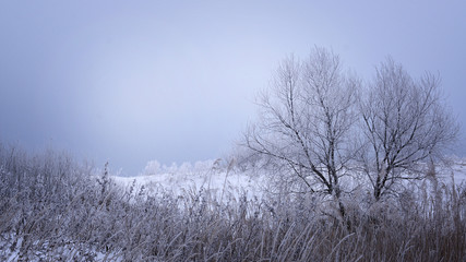 Winter landscape