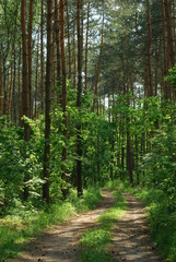 Obraz premium Poleski Park Narodowy,