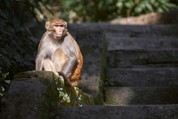 Menacing monkey sits at the stone stairs leading to the Swayambhunath temple in Kathmandu