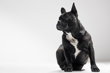  Portrait of French Bulldog Dog