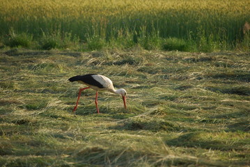 Poleski Park Narodowy,
