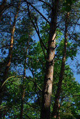 Fototapeta premium Poleski Park Narodowy.