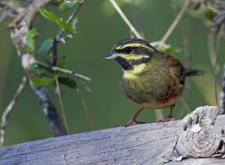 Male Cirl bunting (Emberiza cirlus) portrait, Extremadura, Spain, April 2009