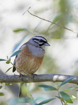 Rock bunting (Emberiza cia) portrait, Extremadura, Spain, April 2009
