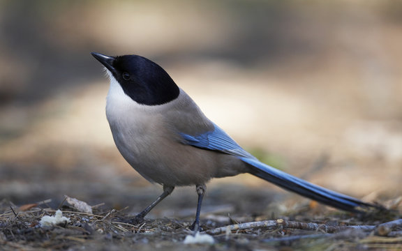 Azure winged magpie (Cyanopica cyanus) Extremadura, Spain, April 2009