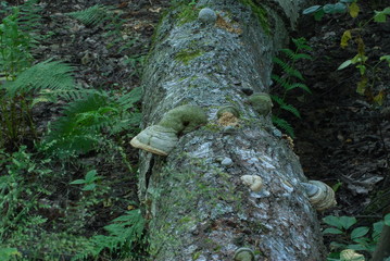 Sobiborski Park Krajobrazowy.